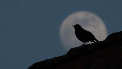 Symbolbild: Sebastian Gollnow
Nach einem missglückten Raubüberfall wurde ein Hahnbacher im 16. Jahrhundert in Amberg gehängt.