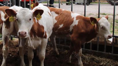 Bild: Thomas Dobler 
Rinderzucht und Milchwirtschaft sind wichtige Standbeine der Landwirte in der Region. Einige Bauern produzieren ihre Milch nach "Bioland"-Kriterien, was sie im Handel etwas teurer macht.