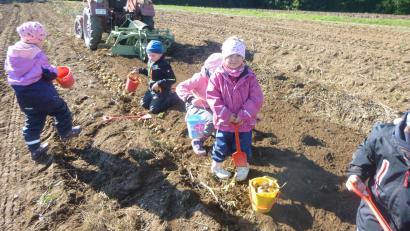 Bild: Beate Schuch/exb
16 Kindergartenkinder aus Pleystein hatten auf dem Bauernhof der Familie Riedl in Bibershof jede Menge Spaß bei der Kartoffelernte.
