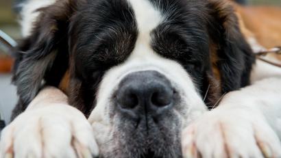 Symbolbild: Daniel Karmann/dpa
Hundemüde! In Unterfranken war am Sonntag ein verletzter Bernhardiner auf der A3 unterwegs.