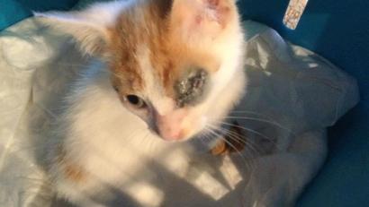 Bild: sei
Viele Kätzchen bei der Katzenhlfe haben Augenentzündungen oder Katzenschnupfen, die Katzenhilfe kann die Tierarztkosten nicht mehr stemmen.