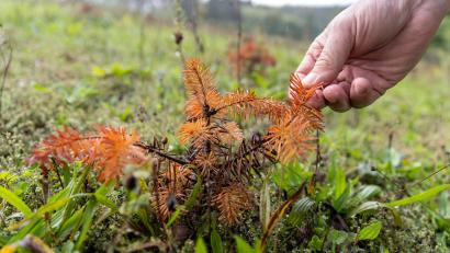 Symbolbild: Daniel Karmann/dpa
Eine vertrocknete Tannenbaum-Pflanze wird inspiziert.