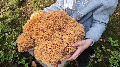 Bild: Sandra Müller /exb
Sandra Müller aus Sulzbach-Rosenberg hat ein besonders großes Exemplar der Gattung Krause Glucke im Wald entdeckt.