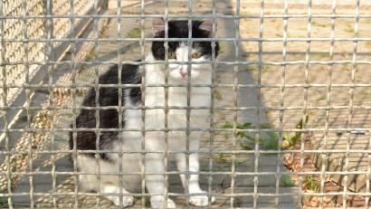 Archivbild: hcz
Diese Katze ist im Tierheim gelandet. Die eingefangenen Tiere aus Nabburg werden allerdings nach der Kastration wieder in die Freiheit entlassen. Sie sollten sich dann aber zumindest nicht mehr vermehren können.