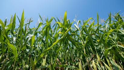 Symbolbild: Sven Hoppe/dpa
Mais steht auf einem Acker.