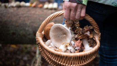 Bild: Sebastian Gollnow/dpa/Symbolbild
Eine Frau hält während eines Pilzkurses einen Korb mit essbaren und nichtessbaren Pilzen in der Hand.