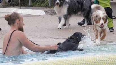 Bild: Hirsch
Oliver Mayer nimmt die Labrador-Hündin "Lola" an die Leine und gewöhnt sie ans Wasser. Das weckt bei anderen Vierbeinern offensichtlich Interesse.