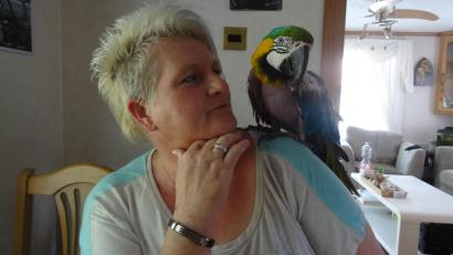 Bild: hka
Coco kann nicht fliegen – um auf die Schulter von Ulrike Jackson zu kommen, muss er klettern. Die Papageien-Mama und der bunte Papagei sind ein Herz und eine Seele.