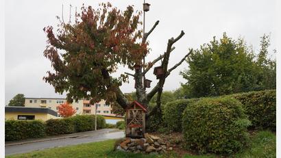 Bild: wel
Steinhaufen, Nistkästen und Insektenhotel – so finden verschiedene Tierarten Unterschlupf. Vereine wie hier der Obst- und Gartenbauverein auf seinem Vereinsheim machen vor, wie man Biodiversität fördern kann.