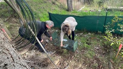 Bild: Pammer/exb
Bauhofleiter Rudi Scharf und Selina Hummer aus der Stadtverwaltung präparieren eine Katzenfalle.