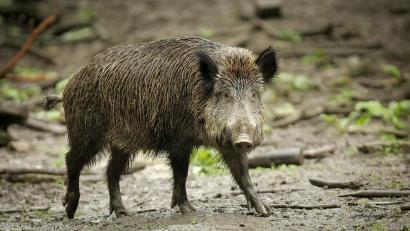 Symbolbild: Fredrik von Erichsen/dpa
Ein Wildschwein (Symbolbild) zog durch die Schwandorfer Innenstadt und verletzte eine Frau.