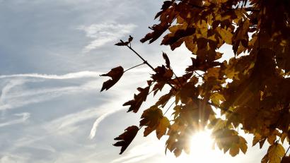 Bild: Angelika Warmuth/dpa
Die Herbstsonne scheint zwischen gefärbten Laub hervor.