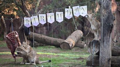 Bild: Bernd Thissen/dpa
Die drei jungen Löwinnen Jamila, Malaika und Kumani werden am 8. Oktober 1 Jahr alt.