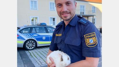 Bild: Polizeiinspektion Waldsassen/exb
Ein ausgesetztes Kaninchen war kurzzeitig zu Gast bei den Beamten der Polizei Waldsassen.