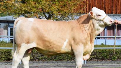 Bild: Zuchtverband/exb
Der Betrieb Götz GbR aus Großalfalterbach im Landkreis Neumarkt züchtete diesen natürlich hornlosen „Monopoly“-Sohn (Kat. Nr. 1), der zum Prüfeinsatz vom Besamungsverein Neustadt an der Aisch erworben wurde.