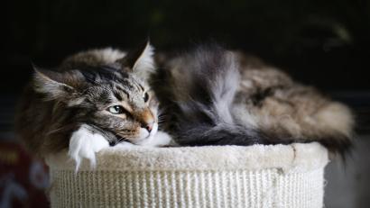 Symbolbild: Ina Fassbender/dpa
In Rieden sollen mehrere Katzen vergiftet worden sein. Das teilt die Polizeiinspektion Amberg mit.