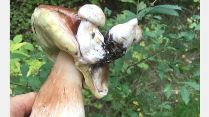 Bild: Wilhelm Bötzl/exb
Der besondere Schwammerlfund von Wilhelm Bötzl.