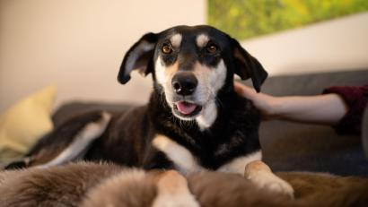 Symbolbild: Nicolas Armer/dpa
Schläge, Tritte, Zwicken, Leinenrucken, Stachel- und Stromhalsbänder: Gewalt kann körperliche, aber auch psychische Folgen für ein Tier haben.