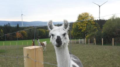 Bild: Gabi Schönberger
Windkraftanlagen bei Ahornberg, Gemeinde Bärnau
