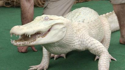 Symbolbild: Holger Hollemann
So einen Alligator hat der Zoll am Münchner Flughafen in einem Koffer gefunden - lebend.