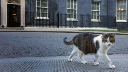 Bild: Kirsty Wigglesworth/AP/dpa
Kater Larry hat einen eigenen Twitteraccount - und kommentiert die Lage.