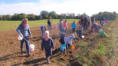Bild: fvo
Groß und Klein buddeln fleißig nach Kartoffeln in Frankenrieth.