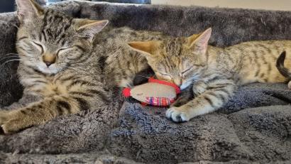 Bild: Ransbach
Sie fühlen sich sichtlich wohl auf ihrer weichen Unterlage: Katzenbabys bekommen im Katzenkindergarten in Obersdorf wieder eine Zukunftschance.