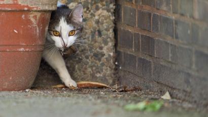 Symbolbild: Julian Stratenschulte/dpa
Streunende Katzen, die sich ungebremst vermehren, sind auch im Landkreis Tirschenreuth ein Problem.
