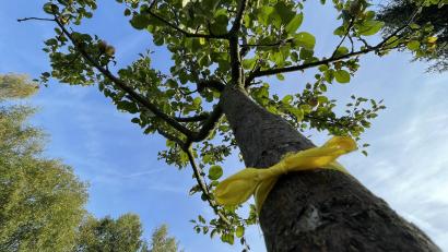Bild: Bäumler/fph
Bäume, von deren Obst man sich bedienen darf, sind in Waldershof mit einem gelben Band gekennzeichnet.