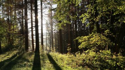 Symbolbild: Matthias Bein/dpa
Eine 84-jährige Seniorin rutscht beim Pilze sammeln auf einer Wurzel aus, zieht sich Verletzungen zu und übernachtet daraufhin unfreiwillig im Wald.
