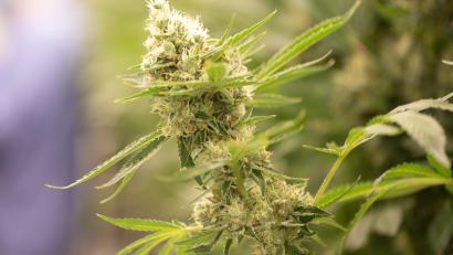 Bild: Sebastian Kahnert
Bundesgesundheitsminister Karl Lauterbach (SPD) hat Eckpunkte zur geplanten kontrollierten Cannabis-Legalisierung vorgelegt.