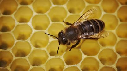Symbolbild: Fredrik von Erichsen/dpa
Der Bienenzuchtverein Edelsfeld hat ein gutes Jahr hinter sich. Das alles trotz Corona und trotz weniger Honig.