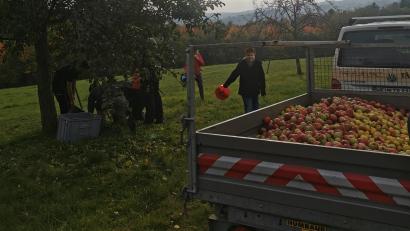 Bild: Philipp Kick/exb
Der Nachwuchs der Feuerwehr Tännesberg beteiligt sich an der Apfelsammelaktion der Gemeinde.