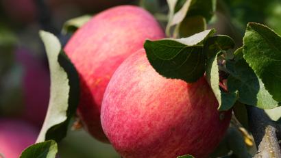 Symbolbild: Soeren Stache/dpa
Es wäre so schön gewesen, doch die Äpfel sind weg.