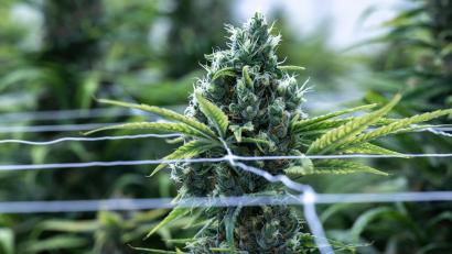 Symbolbild: Hendrik Schmidt
Das Bundeskabinett hat Eckpunkte für eine Cannabis-Legalisierung in Deutschland beschlossen.