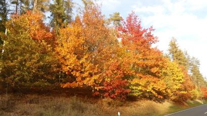 Bild: rn
Indian Summer