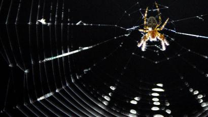 Bild: picture alliance/David Ebener/dpa/Symbolbild
Aus Angst vor einer großen Spinne im Auto hat eine Frau in Baden-Württemberg die Polizei gerufen.
