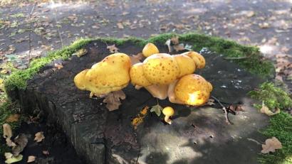 Bild: rpp
Einen seltenen Goldfell-Schüppling hat Konrad Götz gefunden. Dieser essbare Pilz tritt meistens in büscheliger Wuchsform auf.