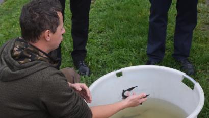 Bild: fz
Es wird noch Jahre dauern, bis der kleine Stör, den Teichwirt Kevin Bäumler in der Hand hält, "Oberpfälzer Kaviar" liefert.