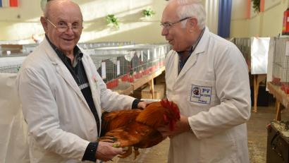 Bild: dob
Preisrichter Georg Kellermann (links) und Josef Franz (rechts) attestieren einem Hahn der Rasse Hampshire goldbraun einen hervorragenden Rassestandard.