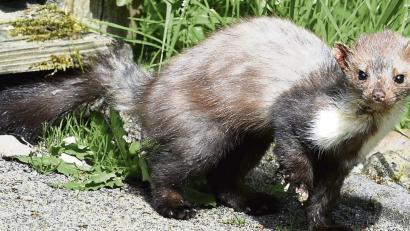 Symbolbild:  Holger Hollemann/dpa
Marder reagieren auf den Duft von Artgenossen oft aggressiv – riechen die Tiere Rivalen etwa im Motorraum eines Autos, beißen sie in Kabel.