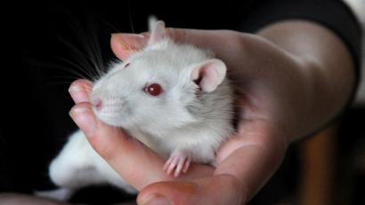 Symbolbild: Stephan Huber
Mit zahmen Ratten aus der Zoohandlung "experimentierte" ein 31-Jähriger einen Monat lang in seiner Wohnung in Weiden.