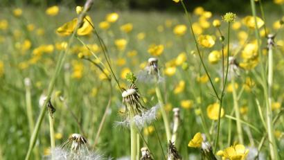 Symbolbild: Petra Hartl
Wer ein Projekt für die Öko-Modellregion Naturparkland Oberpfälzer Wald starten will, kann jetzt Fördermittel beantragen.