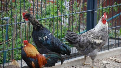 Bild: Portner
Bei der Kleintierausstellung in Oberviechtach müssen Hahn und Henne zu Hause bleiben: Die Geflügelpest ist in Bayern angekommen
