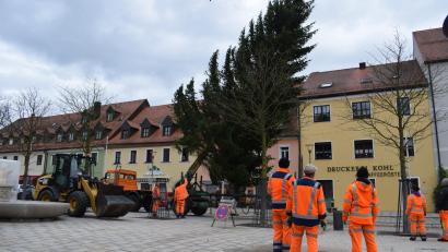 Bild: szl
Gut zwei Wochen vor dem ersten Advent stellten Bauhofmitarbeiter der Stadt Tirschenreuth den Christbaum auf dem Marktplatz vor dem Rathaus auf: Eine 16 Meter hohe und 1,8 Tonnen schwere Fichte der Familie Müller. Mit 1200 Lämpchen geschmückt, sorgt der Weihnachtsbaum für adventliche Stimmung.
