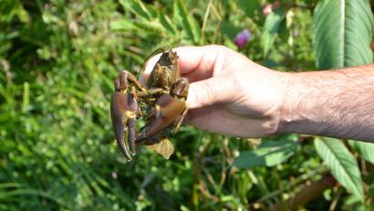 Archivbild: dob
Die Einleitung der Insektizide löste ein massenhaftes Krebssterben aus. Auch andere Bachbewohner wurden vernichtet.