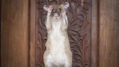Symbolbild: Pdsa
Die armen Tiere: Mehrere Ratten fielen dem Mann zum Opfer. Am Mittwoch stand er nun erneut wegen seiner Taten vor Gericht.