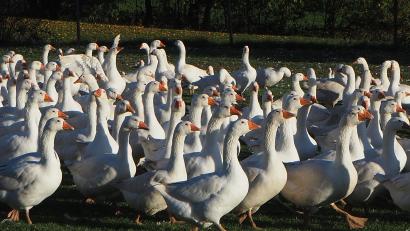 Bild: bl
Geschnattert wird immer in der 500-köpfigen Gänseherde von Hans Schell in Köttlitz. Er muss heuer mehr für seine Tiere verlangen, weil Futter und Küken mehr kosten.
