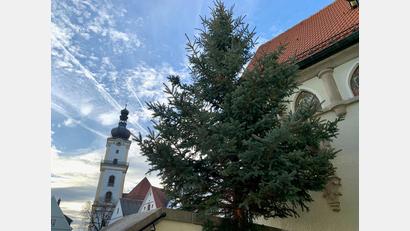 Bild: Gabi Schönberger
Die Blaufichte vor dem Alten Rathaus.