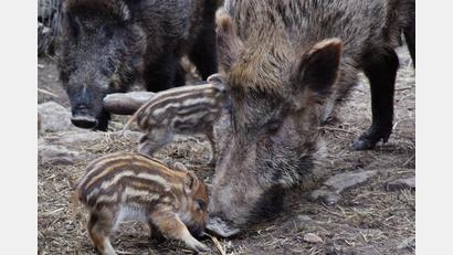 Archivbild: Popp/exb
Wildschwein und Frischling: Mögliche Überträger der Afrikanischen Schweinepest.